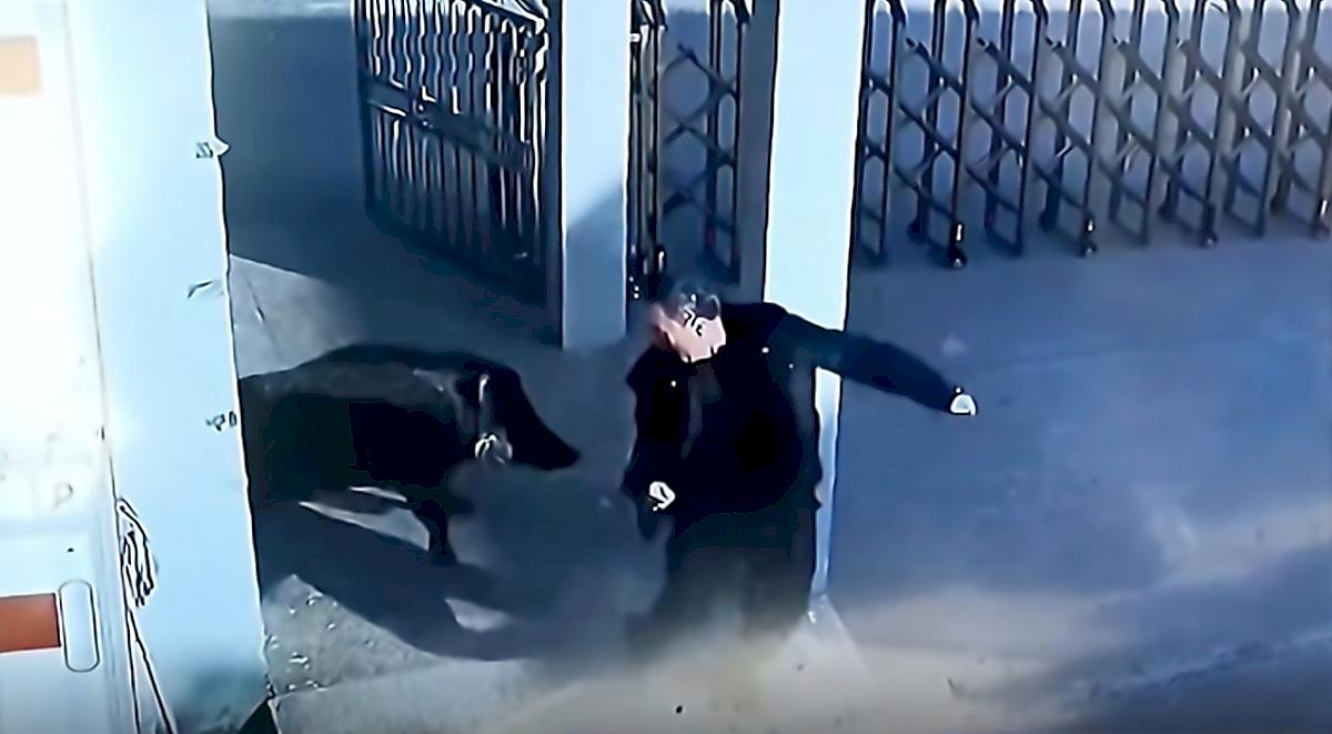 Злющий кабан затерроризировал охранника и попал на видео в Китае