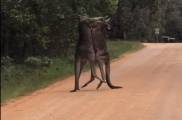 Два кенгуру, не поделившие территорию, перекрыли дорогу в Австралии (Видео)