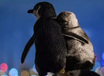 Австралиец запечатлел овдовевших пингвинов, в обнимку любующихся пейзажами Мельбурна