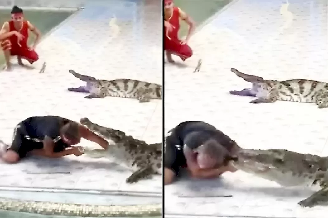 Крокодил чуть не откусил руку дрессировщику в Таиланде