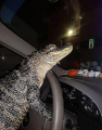 Ласковый крокодил посещает дома престарелых в качестве животного эмоциональной поддержки ▶ 4