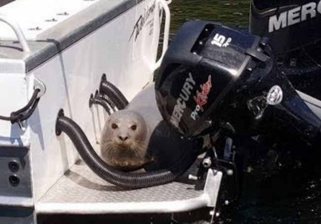 Тюлень, скрываясь от косаток, запрыгнул в лодку к рыбакам возле побережья Канады (Видео)