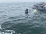 Акула, пирующая на туше кита, испугала туристов, врезавшись в их гидроцикл