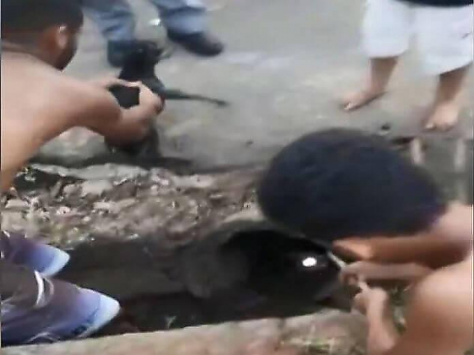 Бразильский подросток спас собаку, сбитую автомобилем в канализацию (Видео)