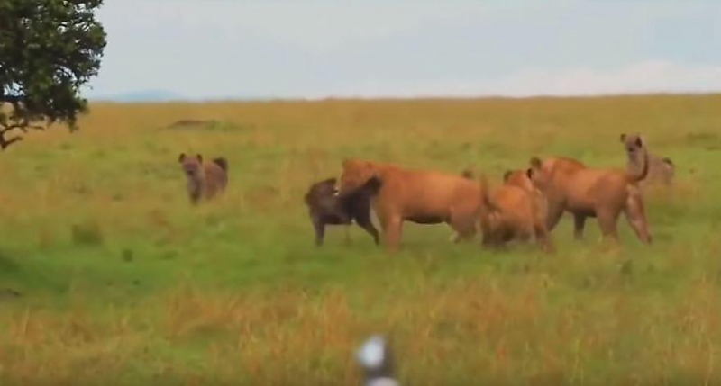 Яростная схватка львиц со стаей гиен произошла на глазах у туристов в ЮАР ▶