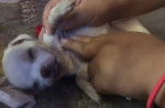 Китаянка спасла брошенного щенка и при помощи искусственного дыхания, вернула его к жизни (Видео)