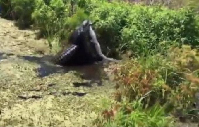 Крокодил закусил сородичем в водоёме США (Видео)