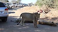 Львиный прайд, заваливший антилопу, устроил затор на дороге в африканском заповеднике
