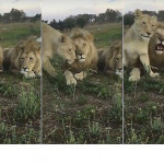 Наглая львица нарушила фотосессию своих братьев