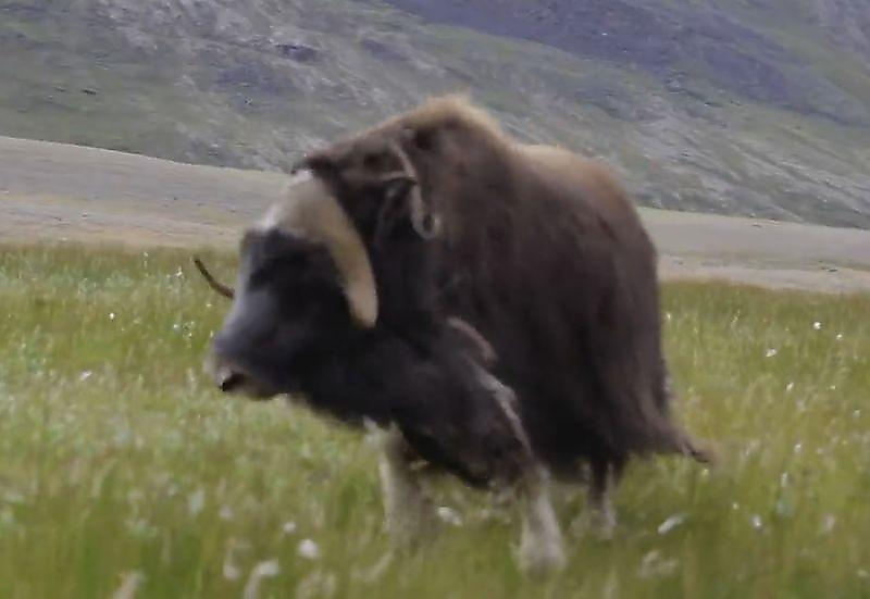Овцебык проверил на крепость нервы туриста в пустыне Гренландии ▶