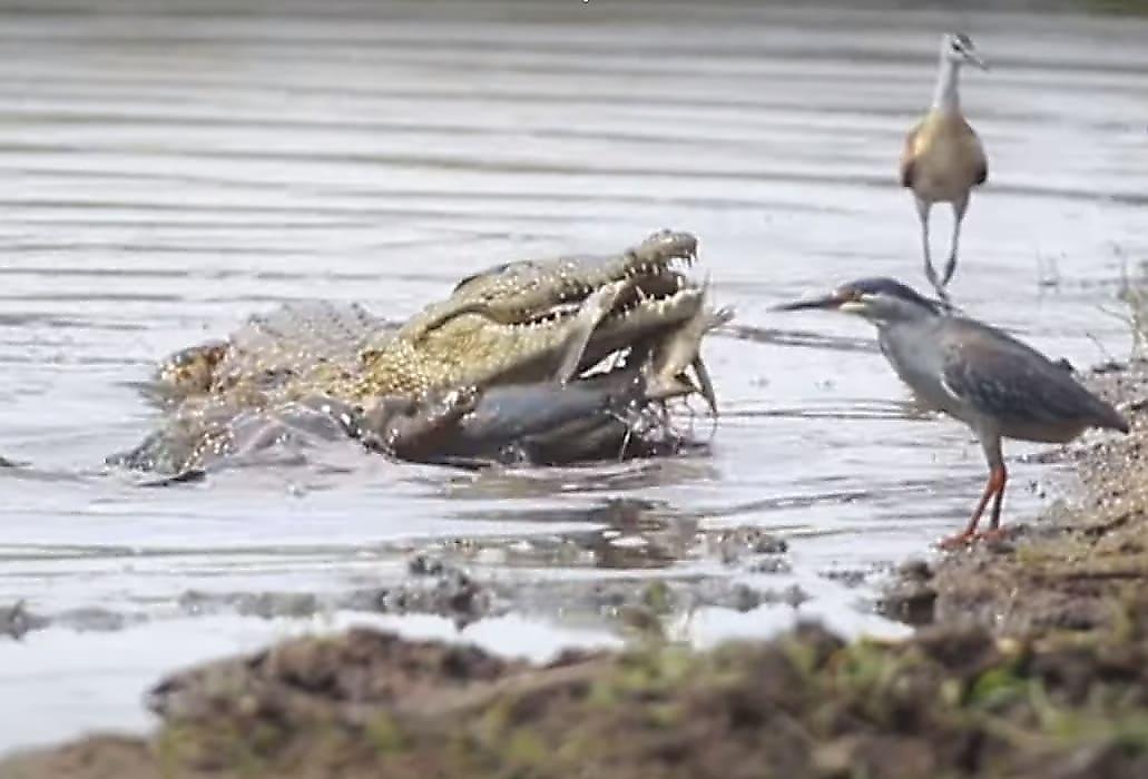 Противостояние сома и крокодила, не поделивших рыбу, попало на видео в ЮАР