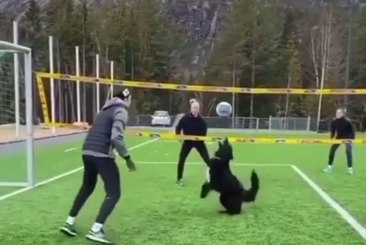Пёс покорил интернет своим умением играть в волейбол
