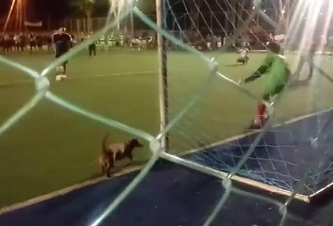 Такса случайно отбила пенальти во время футбольного матча в Бразилии (Видео)