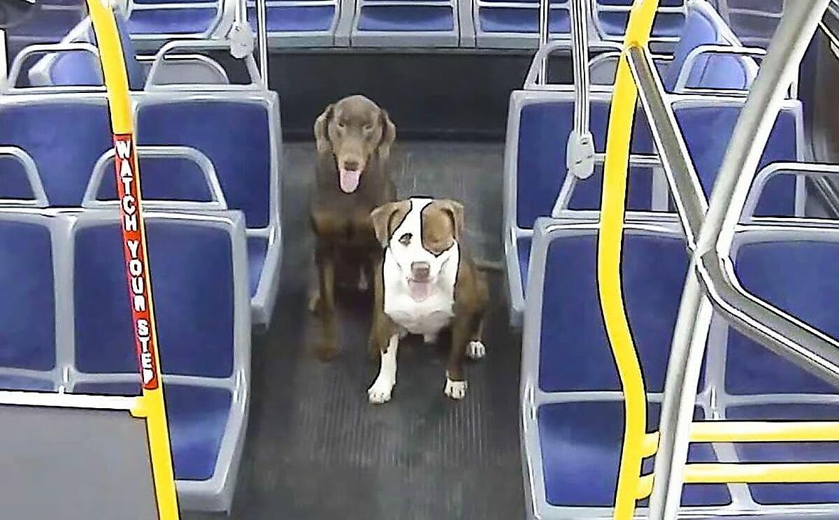 Можно с собакой в автобус. Собака в автобусе. Box for Dog in Bus. Lost Dog service USA.