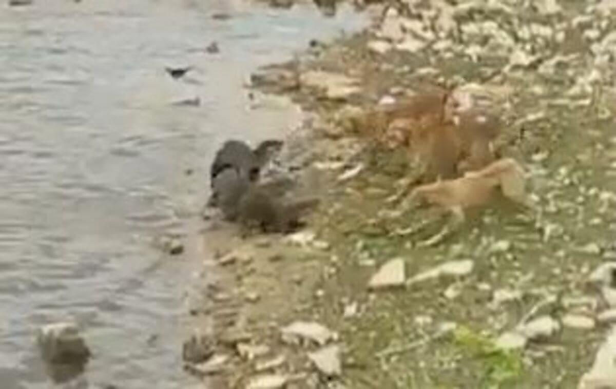 Выдры и дворовые псы устроили разборку возле водоёма в Индии
