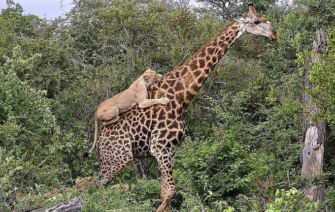 Жираф отбился от шести голодных львиц в африканском парке дикой природы ▶