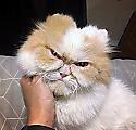 Злой кот: в сети появилась замена знаменитой сердитой кошки ▶ 2