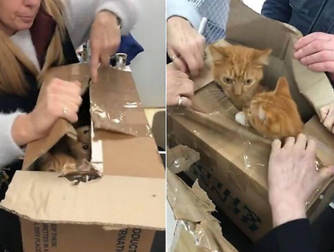 11 кошек, заточённых в четырёх коробках, спасли в Лондоне ▶