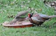 Агрессивная белка отбила еду у оленя и фазана на глазах у британского фотографа 1