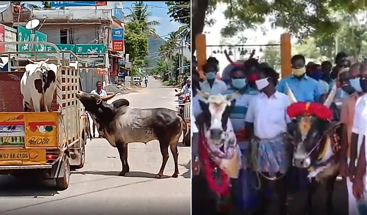 Быка, устроившего погоню за грузовиком с коровой, женили на соплеменнице в Индии