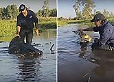 Фермер завёл дружбу с массивным крокодилом в Австралии