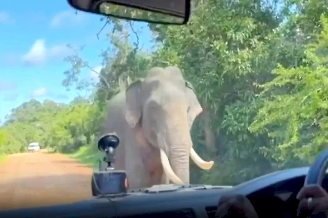 Голодный слон устроил обыск в автомобиле с туристами в салоне: видео
