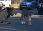 Ворчливый лев, высказавший львице своё недовольство, рассмешил туристов в ЮАР