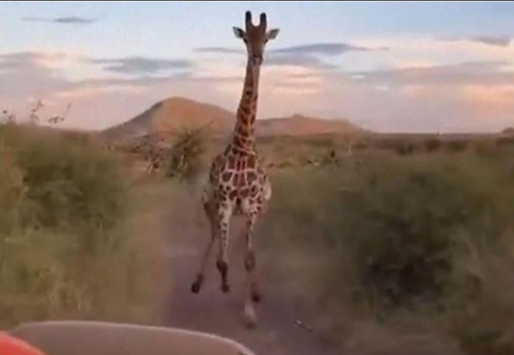 Жираф погнался за туристами и попал на видео в ЮАР