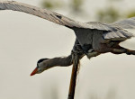 Жизнелюбивый угорь, застрявший в шее птицы, был сфотографирован в американском заповеднике 1
