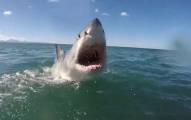 Атака белой акулы попала на камеру у побережья ЮАР (Видео)