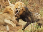 Схватка старого льва с двумя молодыми сородичами попала на видеокамеру в ЮАР ▶