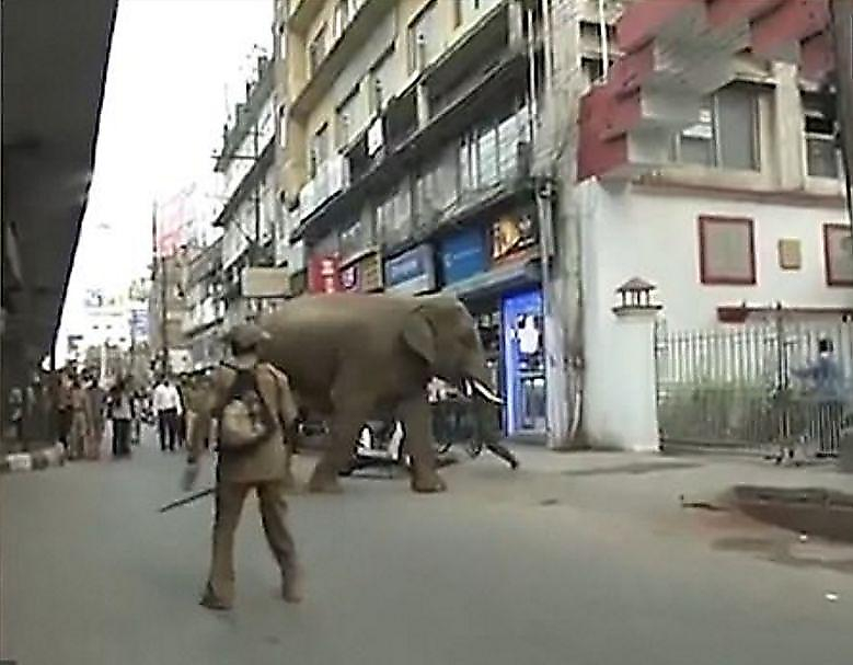 Дикий слон сохранил спокойствие, совершая путешествие по шумному индийскому городу ▶