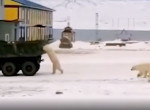 Группа полярных медведей попыталась остановить самосвал и попала на видео в Якутии