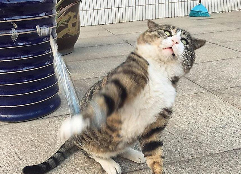 Харизматичный кот стал новой знаменитостью в Китае
