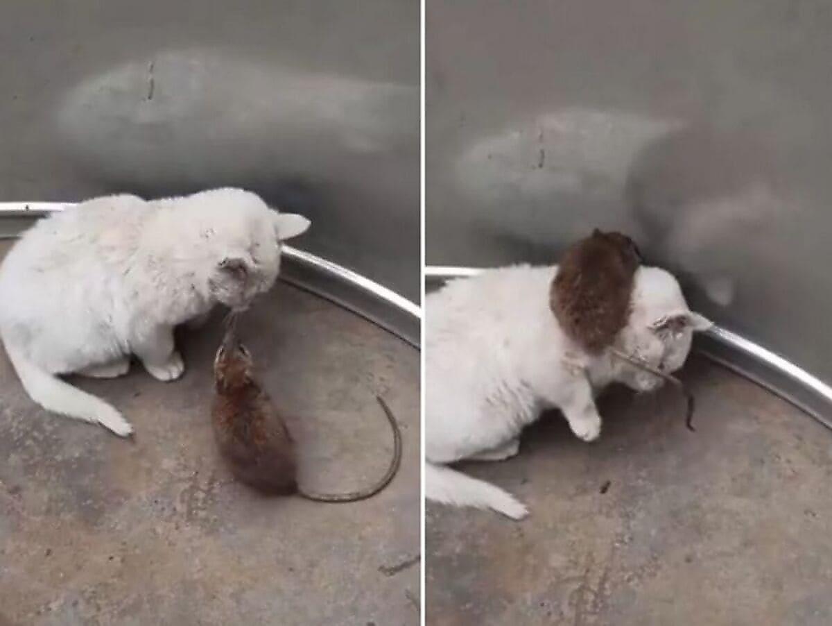 Наглая крыса удивила нерешительную кошку, забравшись на неё
