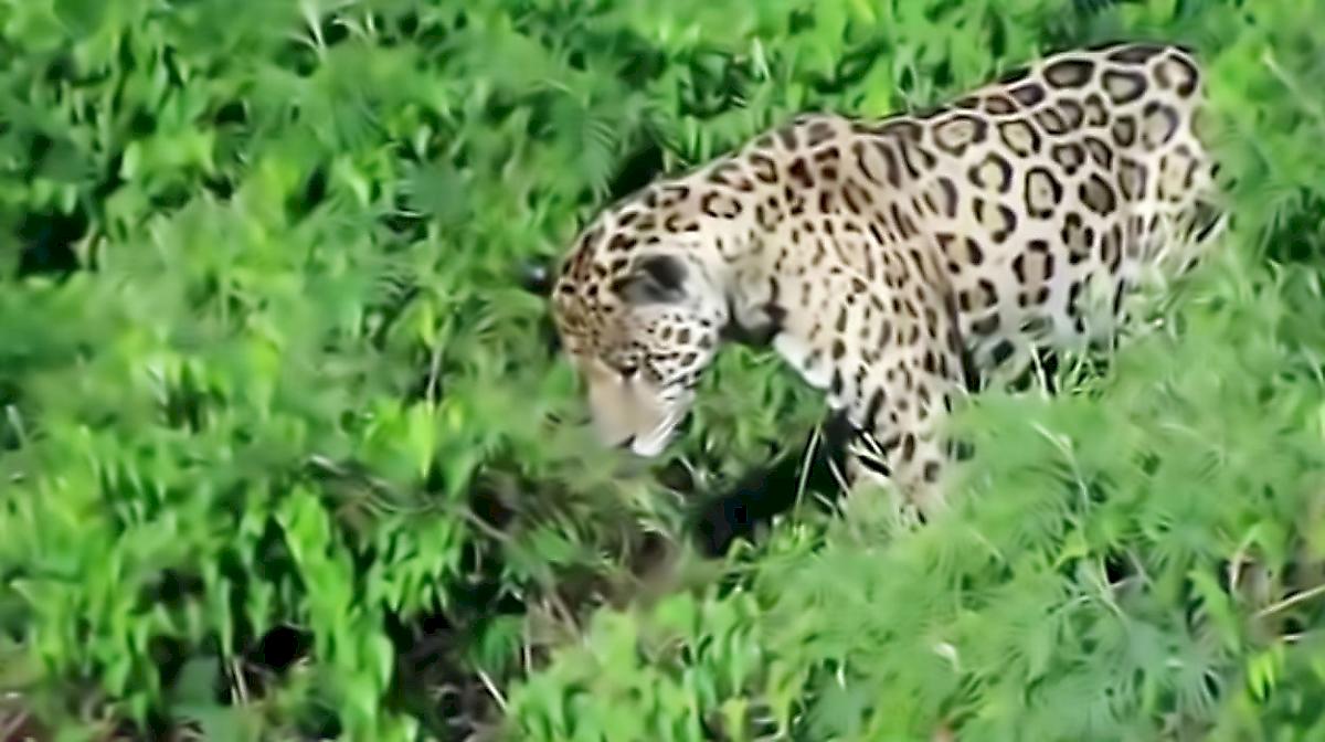 Неудачная охота ягуара на каймана была запечатлена туристом в Бразилии