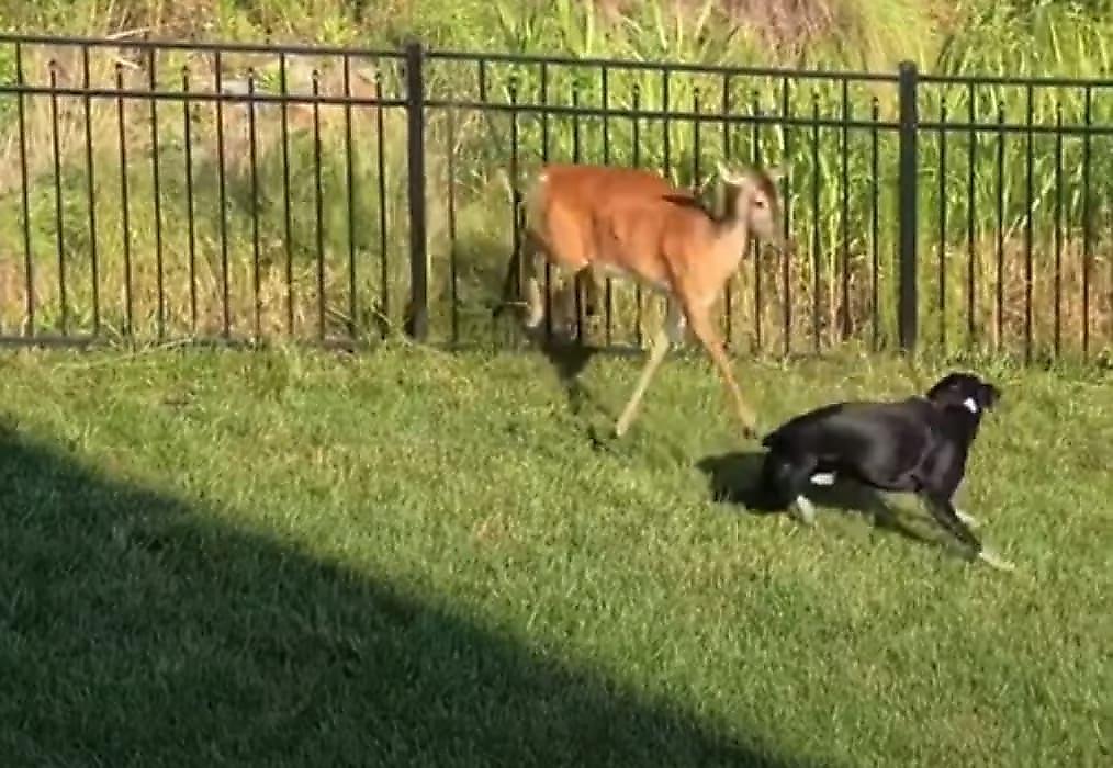Отважная самка оленя, защищая детёнышей, сломала забор и напала на псов