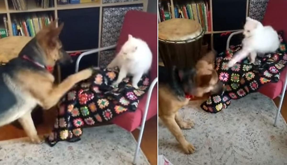 Собака и кот, устроившие потасовку из-за покрывала, рассмешили свою хозяйку - видео