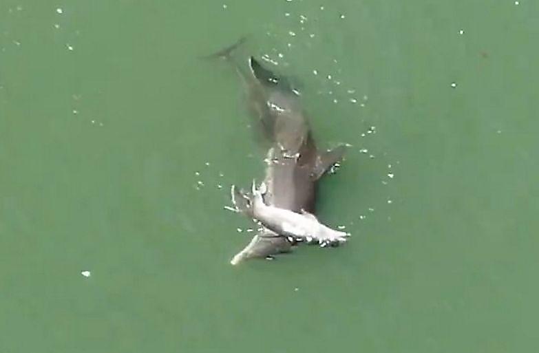 Самка дельфина тщетно пыталась реанимировать своего детёныша у побережья Флориды ▶