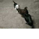 Смелый щенок вмешался в разборку двух петухов на птичьем дворе в Таиланде (Видео)