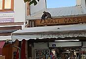 Коты, устроившие драку на крыше, подняли настроение турецким торговцам