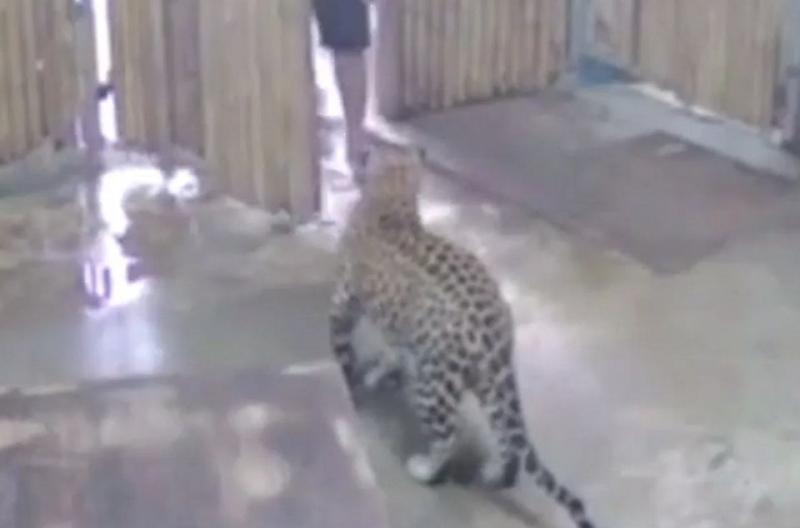 Леопард напал на 2-летнего израильтянина в тайском зоопарке