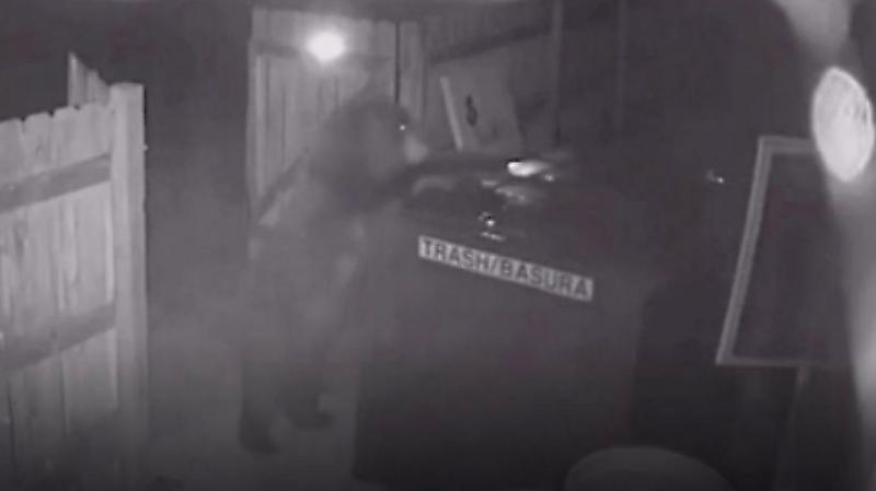 Медведь ограбил магазин, торгующий зельем и «угнал» мусорный контейнер в США ▶