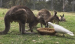 Наглый какаду ограбил двух кенгуру в австралийском заповеднике (Видео)