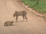 Отважный сервал зашёл на территорию гепардов и попал на видео в ЮАР