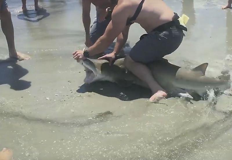 Рыбаки удалили крючок из пасти сопротивляющейся акулы ▶