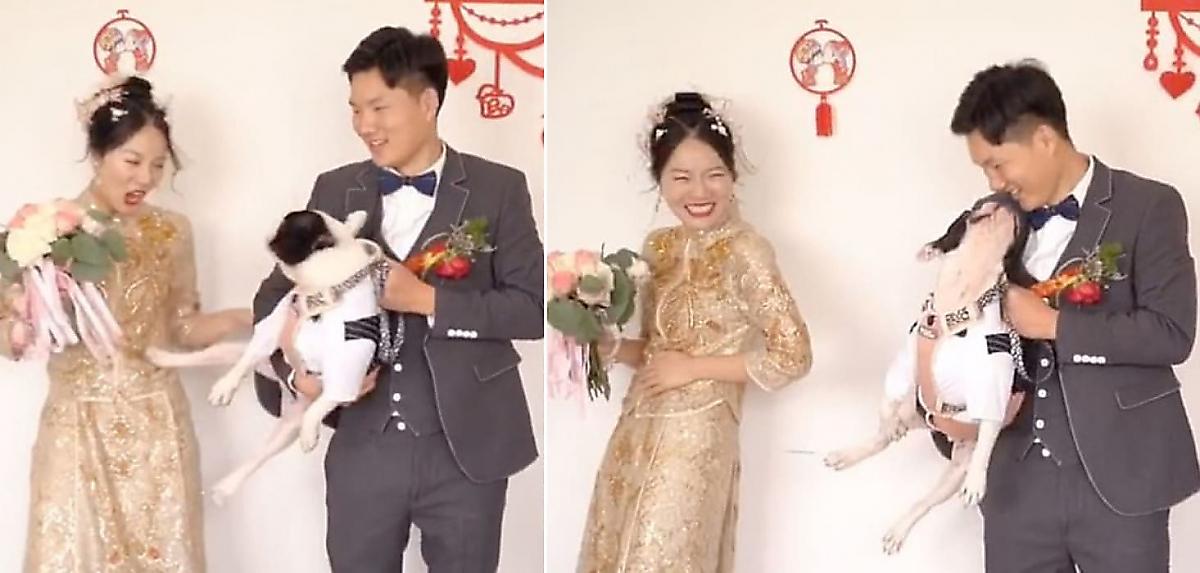 Собака грубо оттолкнула невесту, чтобы поцеловаться с женихом на свадьбе в Китае - видео