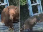 Спасатели, используя лестницу, помогли медвежьему семейству выбраться из колодца