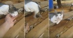 Спящая кошка, не обращающая внимания на внешние раздражители, стала интернет знаменитостью в Бразилии (Видео)