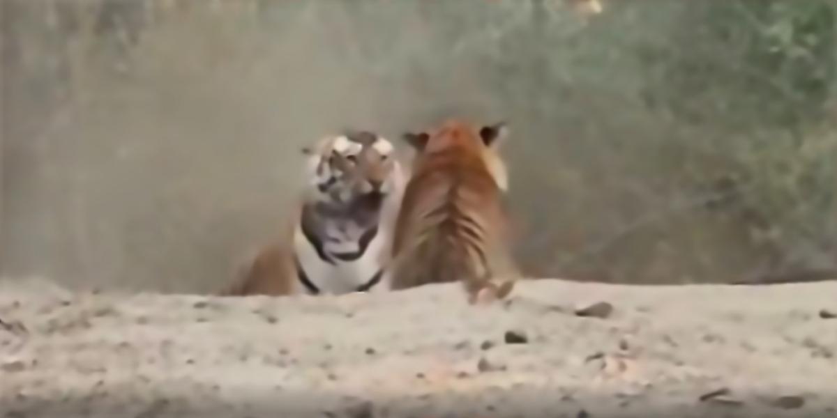 Тигры, не поделив самку, устроили драку на глазах у туристов в Индии